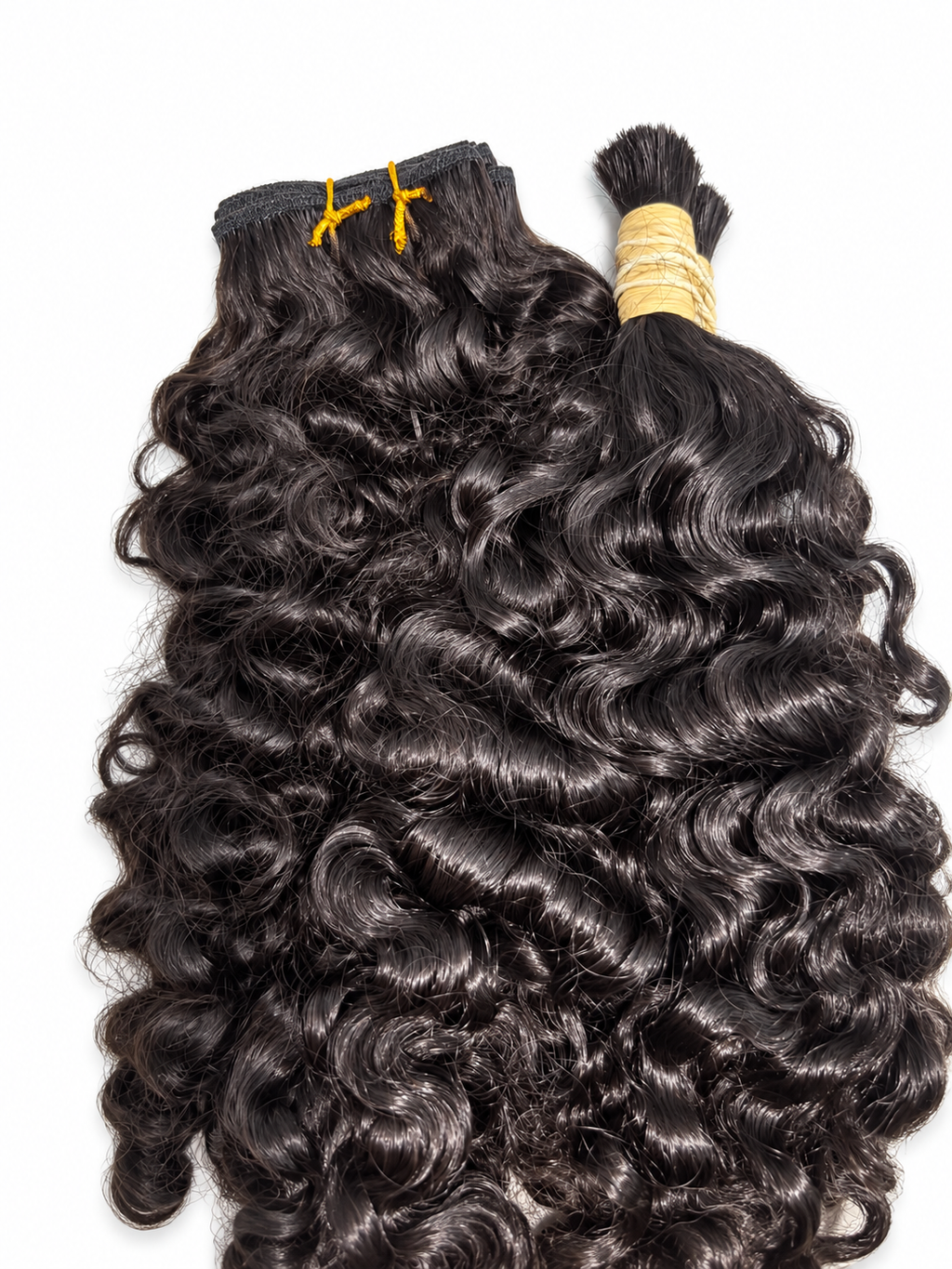Burmese Curly Hybrid